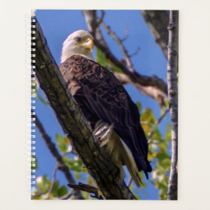 Bald Eagle Spiral Semanal/Mensal Planejador