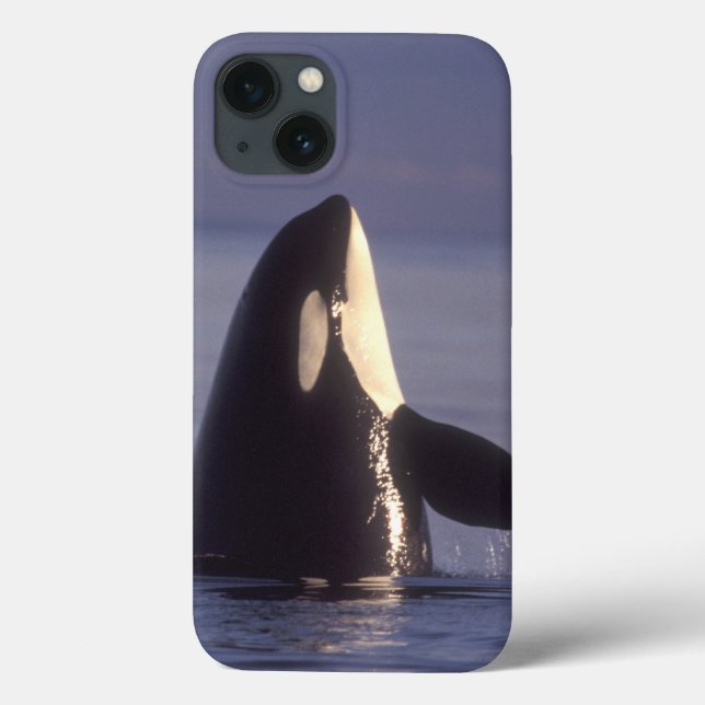 Baleia de assassino da orca de Spyhopping (orcinus (Verso)