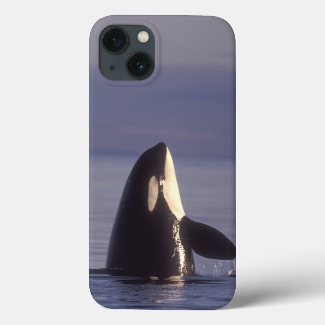 Baleia de assassino da orca de Spyhopping (orcinus (Verso)