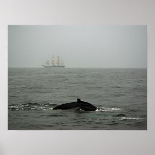 Baleia Jubarte e Impressão de Navio Alto