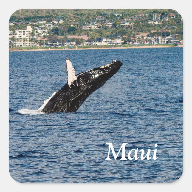Baleia-jubarte invade autocolantes Maui (Frente)