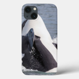 Baleia Orca saltando