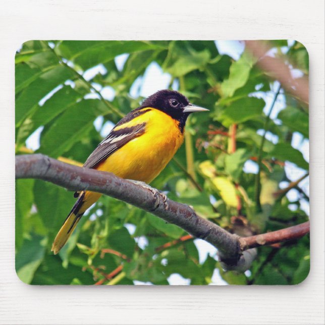 Baltimore Oriole Mousepad (Frente)
