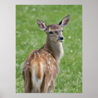 Bambi Impressão
