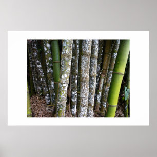 Bambu da floresta húmida no poster de Costa Rica