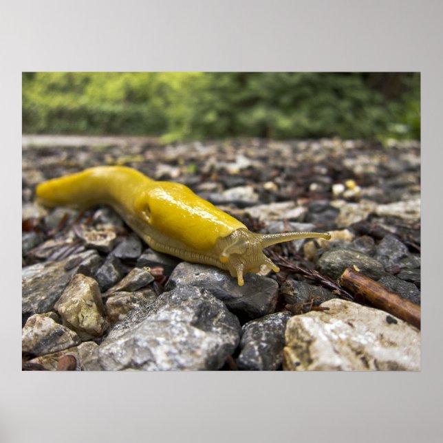 Banana Slug Art Poster (Frente)