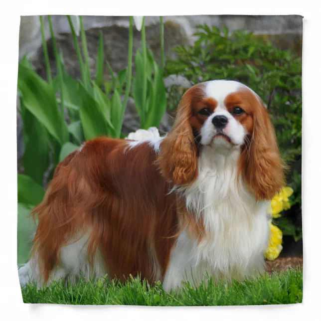 Cavalier king store charles spaniel portugal