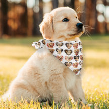Cachorro do namorados Ouro
