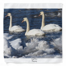 Cisnes no rio Icey