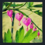 Bandana Lamprocapnos Flor do Coração Asiático Hemorragia<br><div class="desc">2025</div>