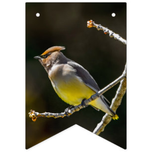 Bandeirinha Cedar Waxwing Songbird Original Foto de Pássaro Se