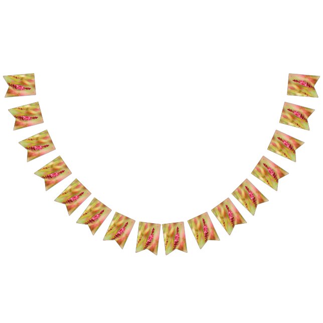 Bandeirinha colorbush (Todos)