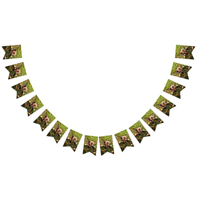 Bandeirinha Esquilo ruidoso (Todos)