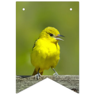 Bandeirinha Orchard Oriole - Fotografia original