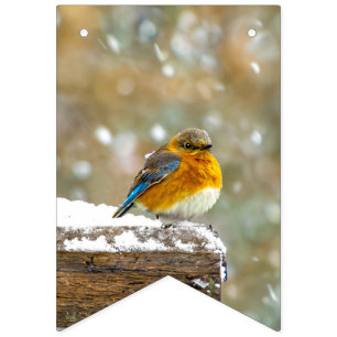 Bandeirinha Pássaro-azul-do-leste na Neve - Fotografia Origina