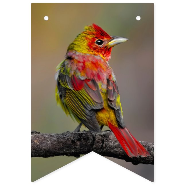 Bandeirinha Scarlet Tanager Molting - Fotografia original (Primeira Bandeira)
