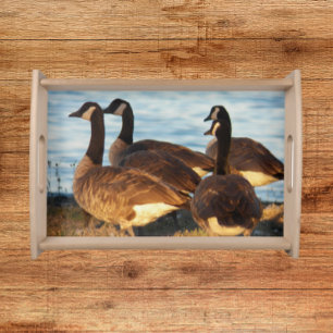 Bandeja Canada Geese Wildlife Nature Photo