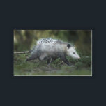Bandeja De Acrílico Cutest Baby Animals | Opossum Mom & Kids<br><div class="desc">This cute Getty Images photo features a Opossum mom was walking under the hedges with her brood.</div>