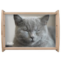 Foto de Gato de Gato de Gatinho de Cinza Fofa Pers