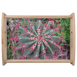 Bandeja Linda Foto do Deserto Vermelho Cactus Close-up