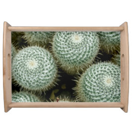 Bandeja Mammillaria hahniana