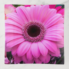 Bandejas Gerbera Flowers