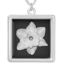 Banhado A Prata Colar de Fechamento (B&W) do Daffodil