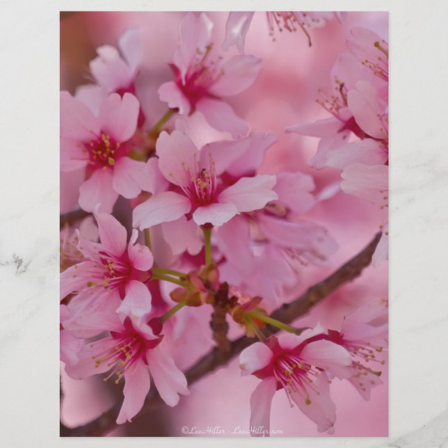 Banho de cereja rosa japonês (Frente)