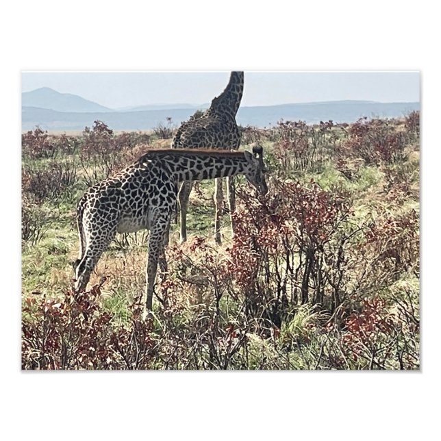 Banquete da Natureza – Impressão de Foto de Girafa (Frente)