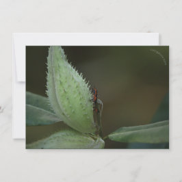 Banquete de insetos: Oncopeltus fasciatus/Sarcopha