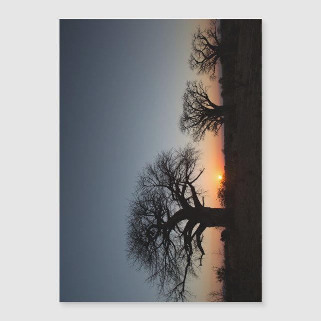 Baobás sagrados (Frente)