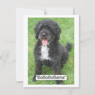 Barack Obama Cão de Água Português