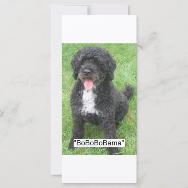 Barack Obama Cão de Água Português (Frente)