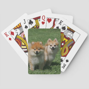 Baralho 2 Pomeranians que olha a câmera