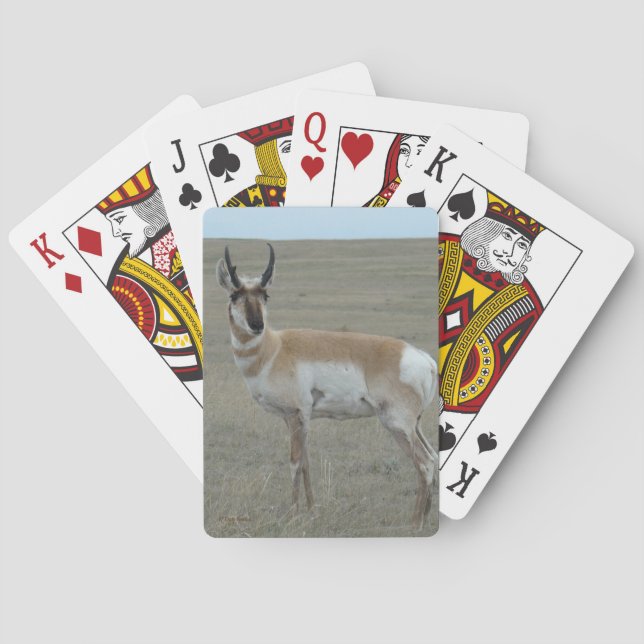 Baralho A28 Pronghorn Antelope Young Buck (Verso)