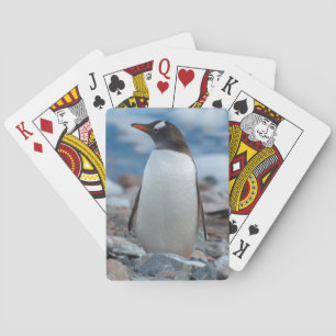 Baralho A Antártica. Porto de Neko. Pinguim de Gentoo