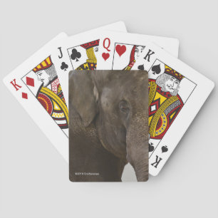 Baralho Acima-Fim do elefante