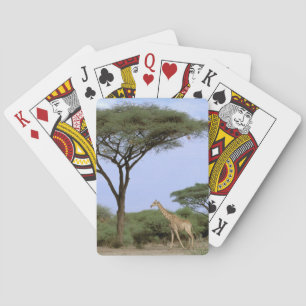 Baralho África, Botswana, delta de Okavango. Do sul