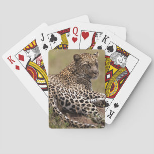 Baralho África, Tanzânia, Serengeti. Leopardo