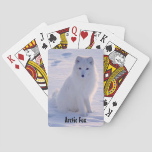 Baralho Alaskan White Fox Winter Pose