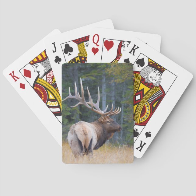 Baralho Alce macho das Montanhas Rochosas (Verso)