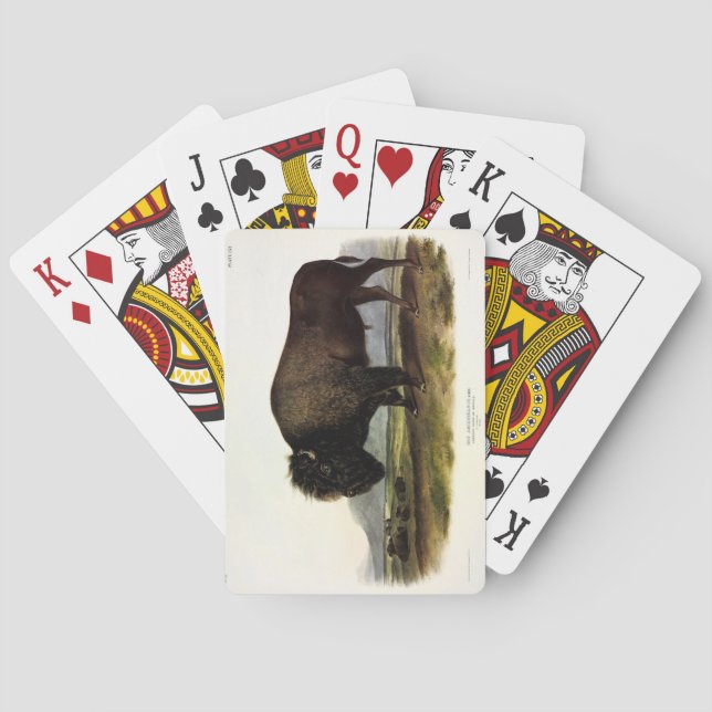 Baralho American Bison, ou Buffalo (Bison bison) - Audubon (Verso)