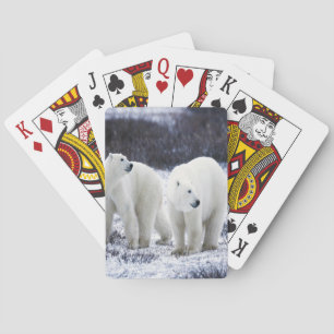 Baralho Amor do urso polar