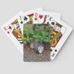 Baralho Animais ao ar livre