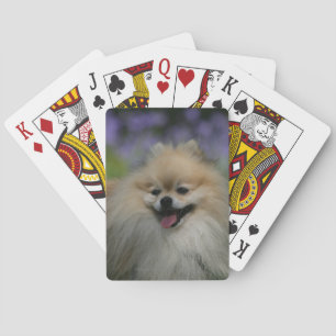 Baralho Ânsia de Pomeranian
