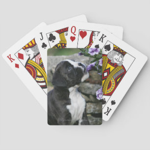 Baralho Ânsia do cão do pugilista
