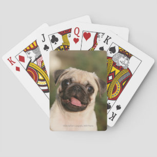 Baralho Ânsia do filhote de cachorro do Pug da jovem cor