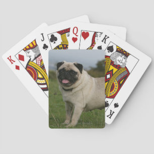 Baralho Ânsia do Pug