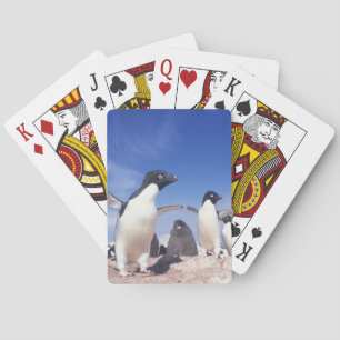 Baralho Antártica, Pinguim Adelie Pygoscelis