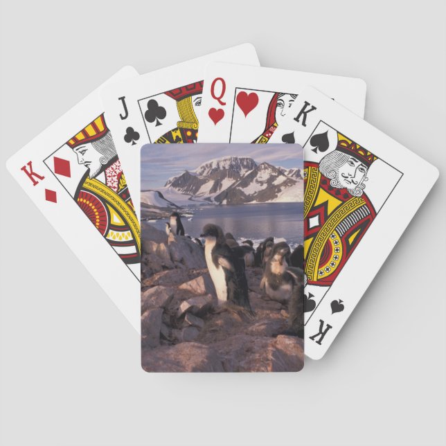 Baralho Antártida, filhotes de pinguim Adelie (Verso)